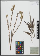 Foto von Salix viminalis L.